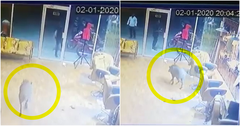 Chaos Erupted As A Wild Boar Runs Amok In Perak Barber Shop, Netizens Amused At Barber'S Reaction - World Of Buzz