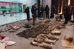 china outbreak wildlife trade 77973