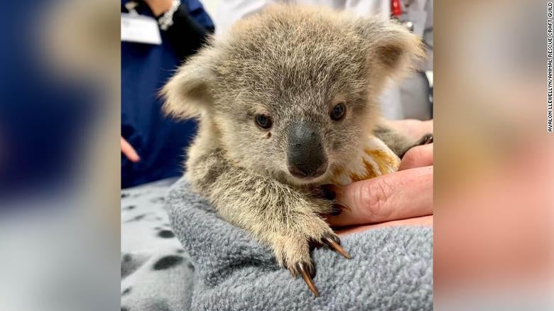 Crafters Worldwide Unite To Make Blankets, Pouches For Injured Baby Koalas and Kangaroos - WORLD OF BUZZ 2