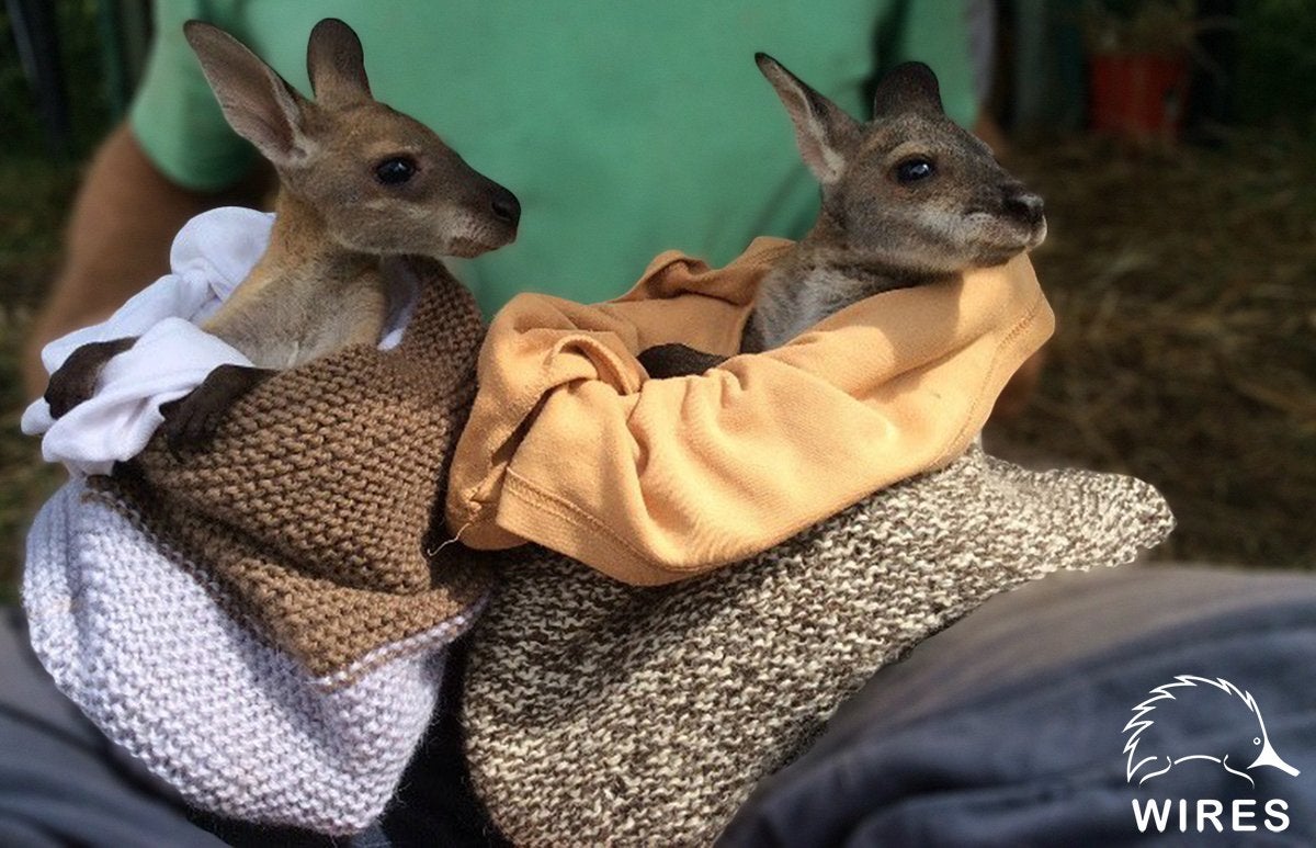 Crafters Worldwide Unite To Make Blankets, Pouches For Injured Baby Koalas and Kangaroos - WORLD OF BUZZ 3