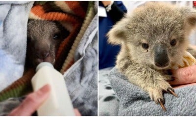 Crafters Worldwide Unite To Make Blankets, Pouches For Injured Baby Koalas And Kangaroos - World Of Buzz 6