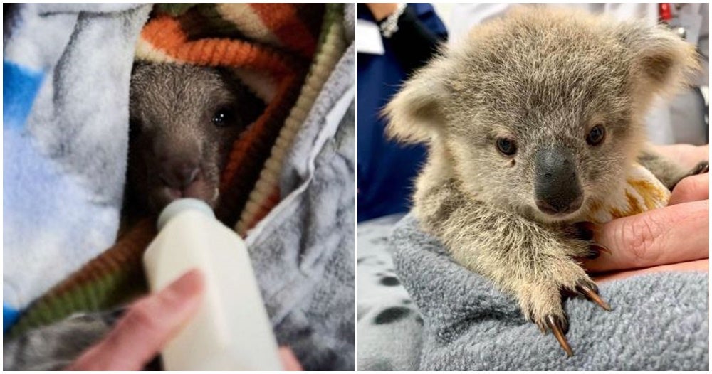 Crafters Worldwide Unite To Make Blankets, Pouches For Injured Baby Koalas And Kangaroos - World Of Buzz 6