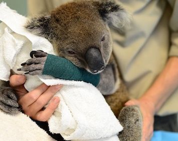Crafters Worldwide Unite To Make Blankets, Pouches For Injured Baby Koalas and Kangaroos - WORLD OF BUZZ