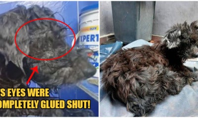 Cruel Owner Super Glues Puppy'S Eyes &Amp; Abandons It So It Can'T Follow Them Home - World Of Buzz