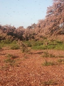 east africa locust - WORLD OF BUZZ