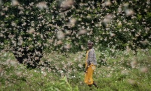east africa locust - WORLD OF BUZZ 2