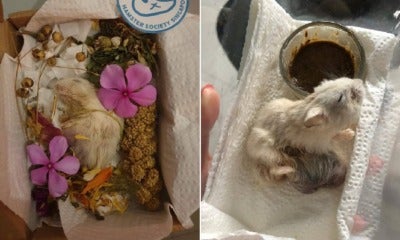 Hamster With Large Tumour Abandoned In Rubbish Bin, Dies Hours After He Was Rescued - World Of Buzz 9