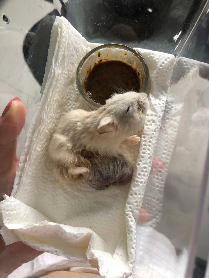 Hamster with Large Tumour Abandoned in Rubbish Bin, Dies Hours After He Was Rescued - WORLD OF BUZZ 2