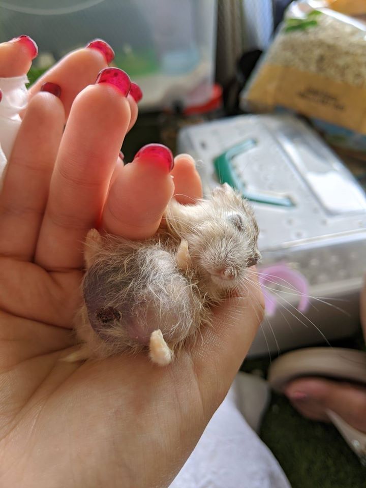Hamster with Large Tumour Abandoned in Rubbish Bin, Dies Hours After He Was Rescued - WORLD OF BUZZ 3