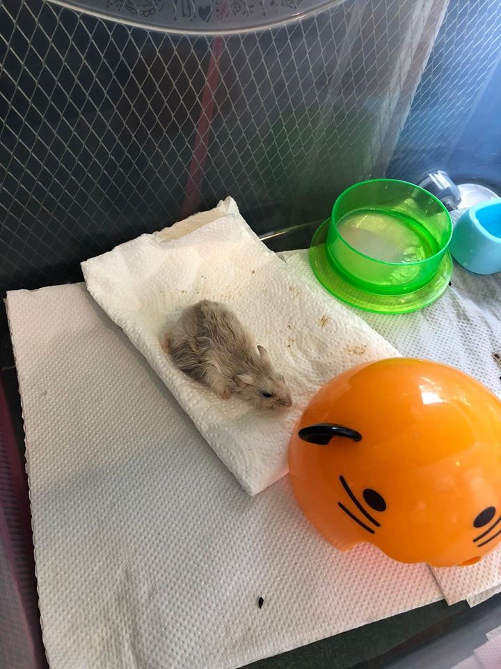 Hamster with Large Tumour Abandoned in Rubbish Bin, Dies Hours After He Was Rescued - WORLD OF BUZZ 4