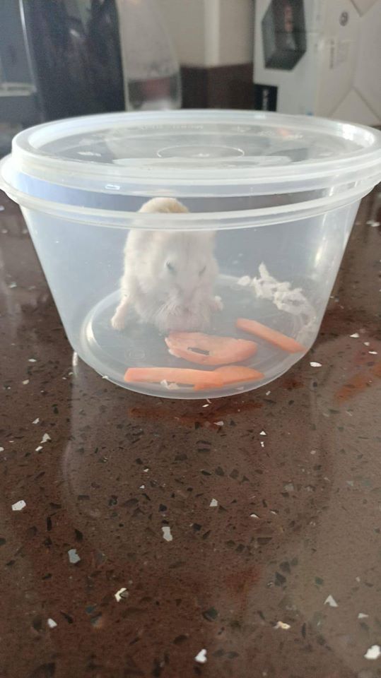 Hamster with Large Tumour Abandoned in Rubbish Bin, Dies Hours After He Was Rescued - WORLD OF BUZZ 5