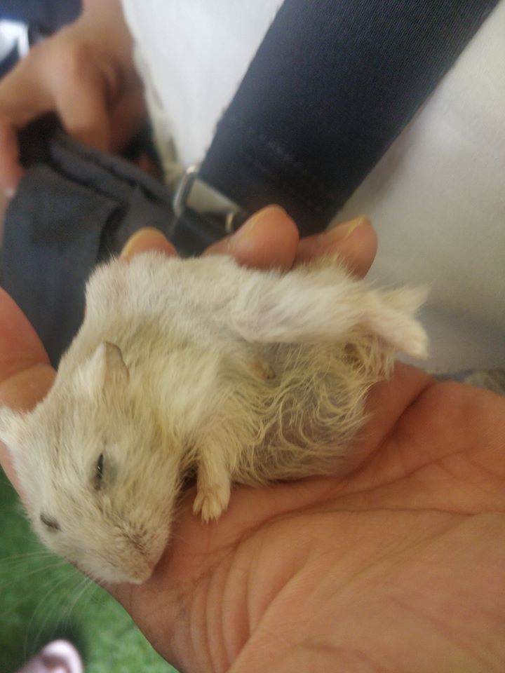 Hamster with Large Tumour Abandoned in Rubbish Bin, Dies Hours After He Was Rescued - WORLD OF BUZZ 6