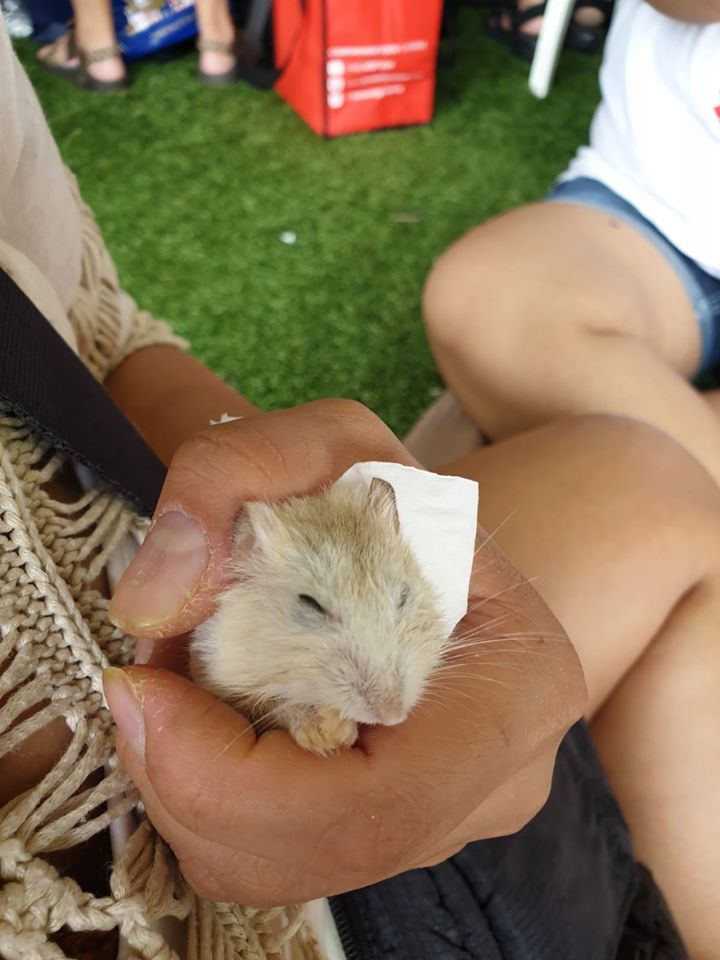 Hamster with Large Tumour Abandoned in Rubbish Bin, Dies Hours After He Was Rescued - WORLD OF BUZZ 7