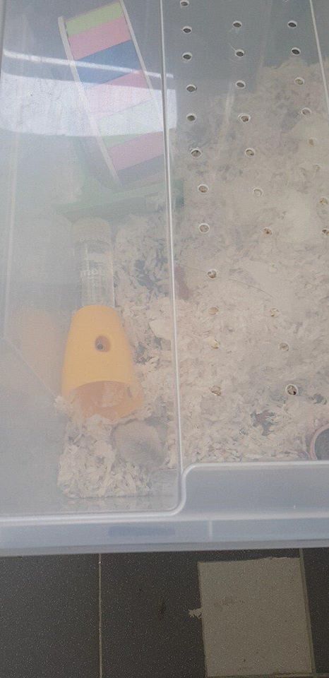 Hamster with Large Tumour Abandoned in Rubbish Bin, Dies Hours After He Was Rescued - WORLD OF BUZZ