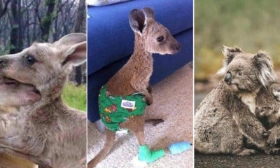 Heartbreaking Photos Show Effects Of Australia'S Devastating Bushfires On Animals - World Of Buzz