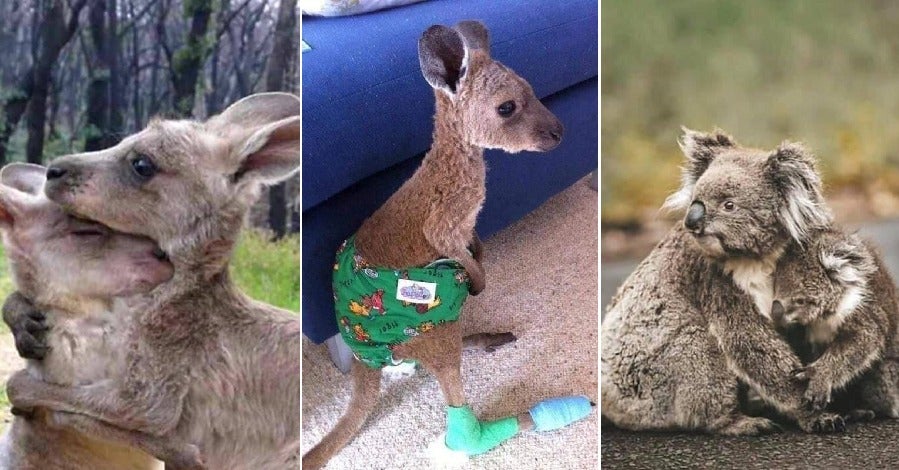 Heartbreaking Photos Show Effects of Australia's Devastating Bushfires on Animals - WORLD OF BUZZ