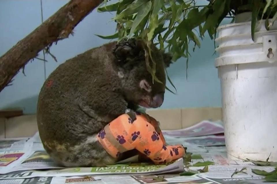 Heartbreaking Photos Show Injured Animals in Australia Running Away to Save Themselves From Massive Bushfires - WORLD OF BUZZ 9