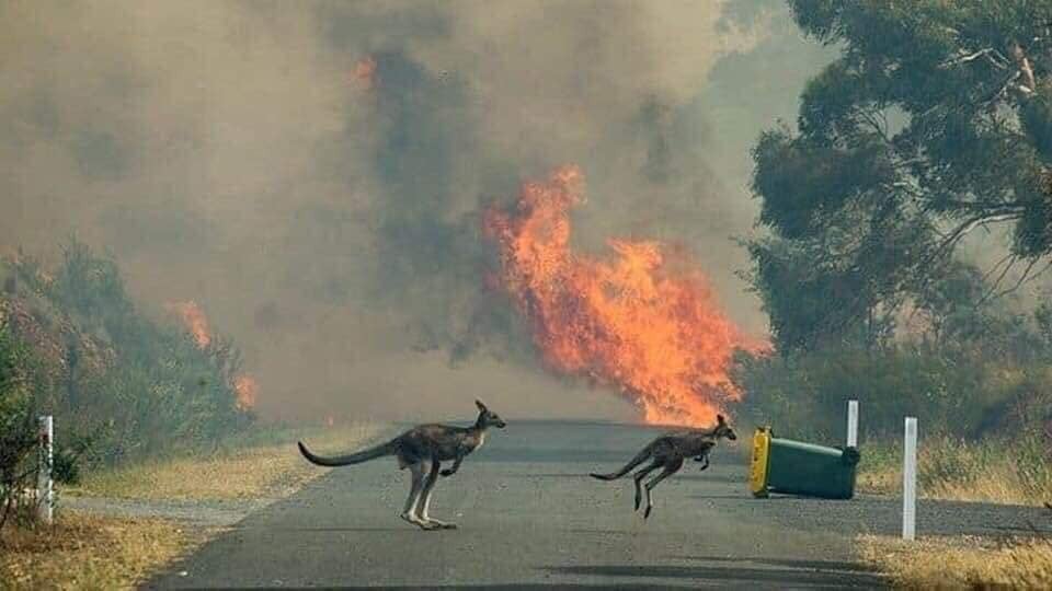 Heartbreaking Photos Show Injured Animals in Australia Running Away to Save Themselves From Massive Bushfires - WORLD OF BUZZ 10