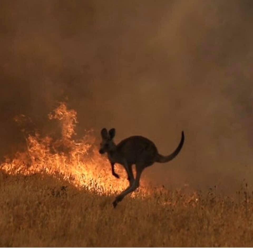 Heartbreaking Photos Show Injured Animals in Australia Running Away to Save Themselves From Massive Bushfires - WORLD OF BUZZ 2