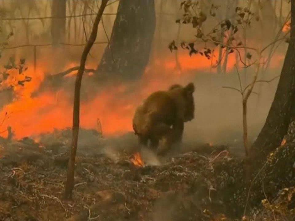 Heartbreaking Photos Show Injured Animals in Australia Running Away to Save Themselves From Massive Bushfires - WORLD OF BUZZ 4