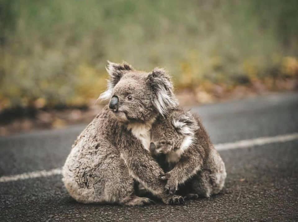 Heartbreaking Photos Show Injured Animals in Australia Running Away to Save Themselves From Massive Bushfires - WORLD OF BUZZ 5