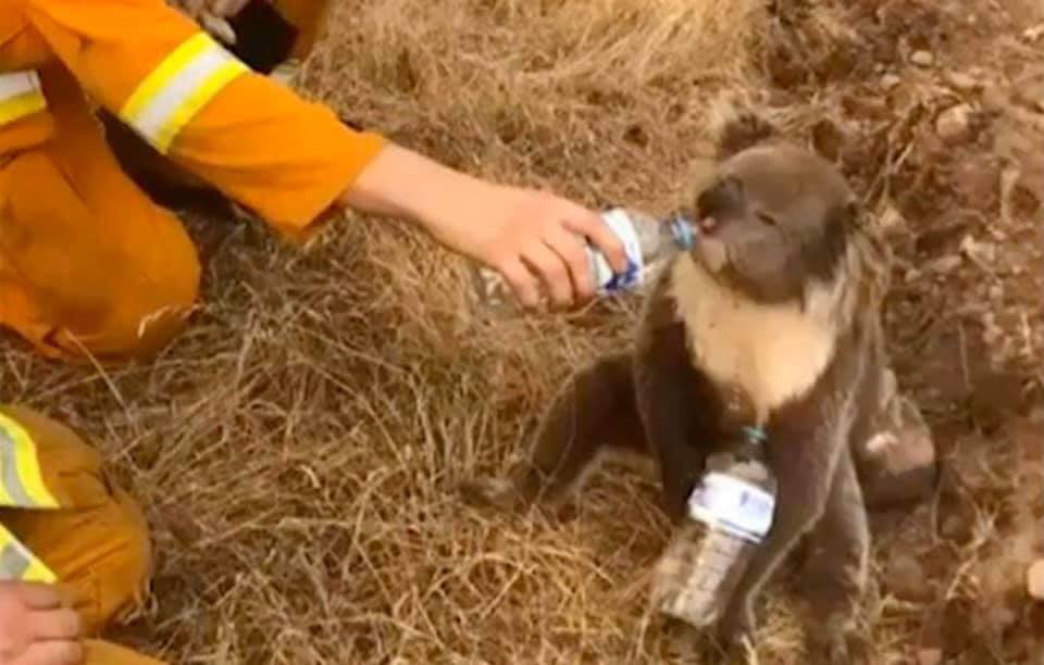 Heartbreaking Photos Show Injured Animals in Australia Running Away to Save Themselves From Massive Bushfires - WORLD OF BUZZ 7