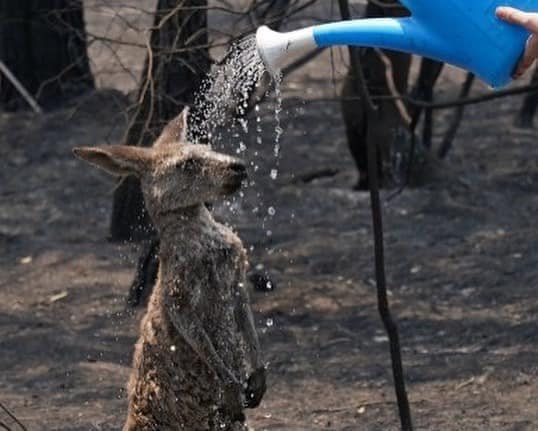 Heartbreaking Photos Show Injured Animals in Australia Running Away to Save Themselves From Massive Bushfires - WORLD OF BUZZ 8