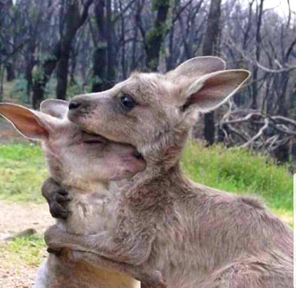 Heartbreaking Photos Show Injured Animals in Australia Running Away to Save Themselves From Massive Bushfires - WORLD OF BUZZ