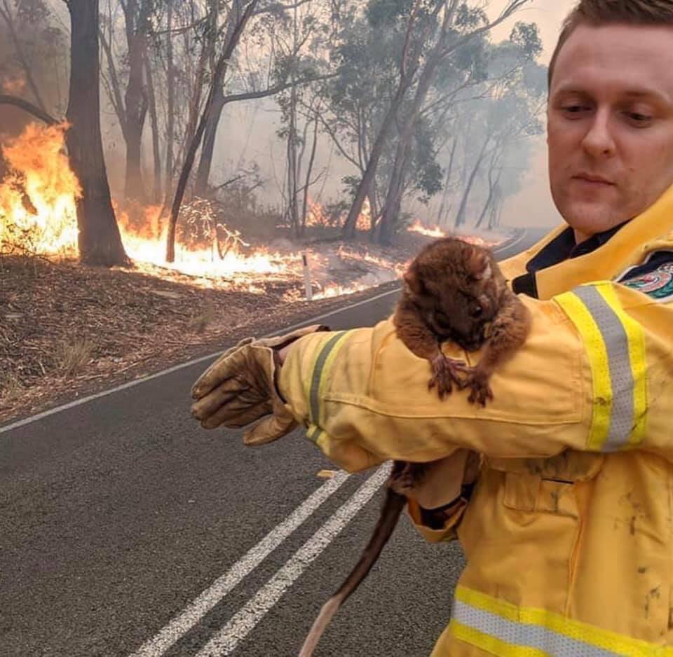 Heartbreaking Photos Show Injured Animals Running Away to Save Themselves From Australia's Massive Bushfires - WORLD OF BUZZ