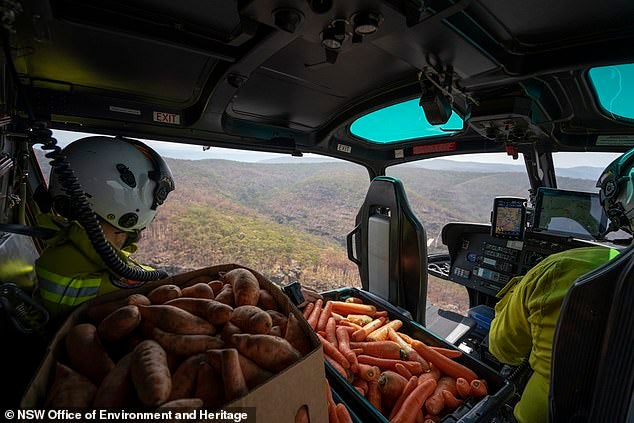 Helicopters Are Dropping Thousands of KGs of Food To Feed Starving Animals In Australia! - WORLD OF BUZZ 1