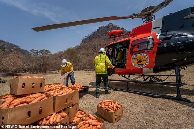 Helicopters Are Dropping Thousands of KGs of Food To Feed Starving Animals In Australia! - WORLD OF BUZZ