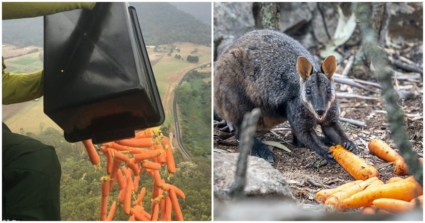 Helicopters Are Dropping Thousands Of Kilos Of Food To Feed Starving Animals In Australia! - World Of Buzz