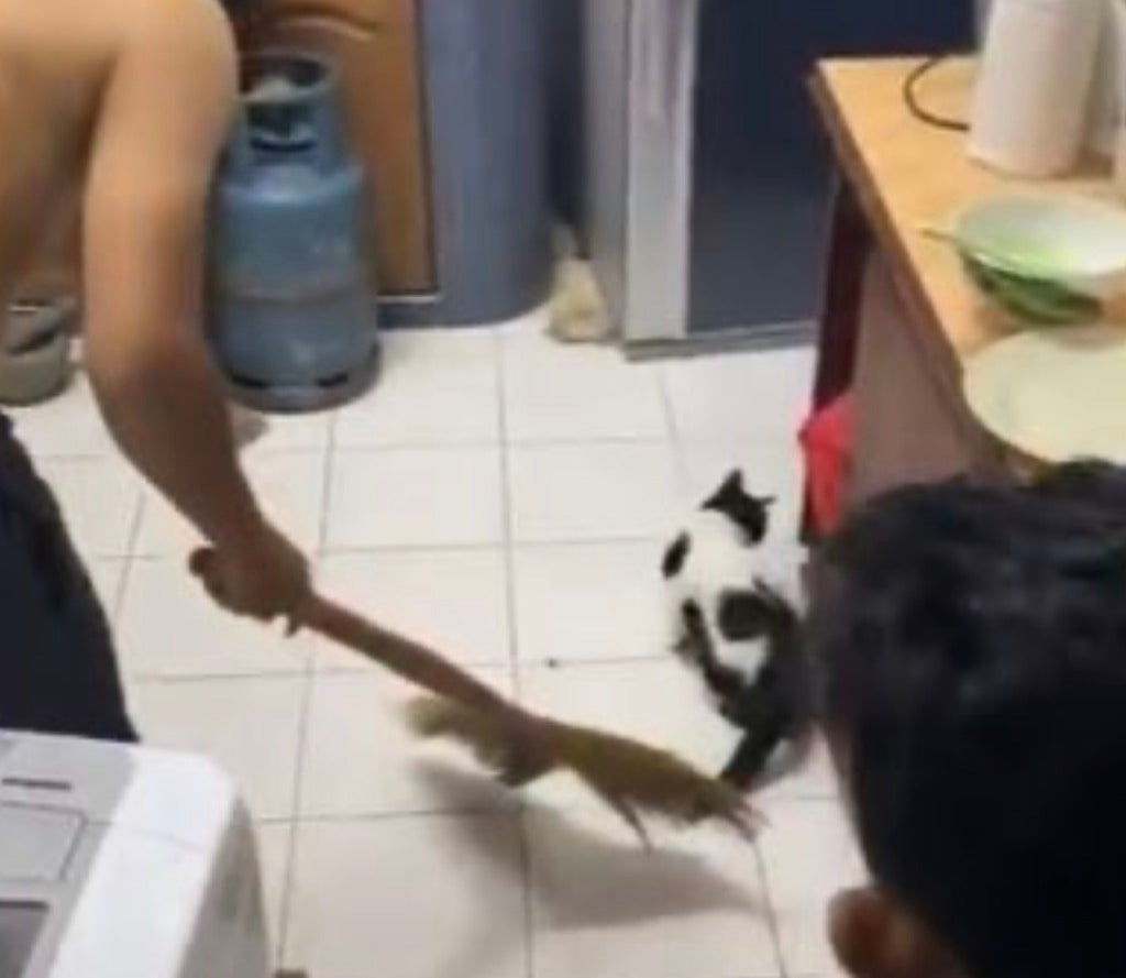 Heroic Cat Helps A Group Terrified Boys Capture A Menacing Rat - WORLD OF BUZZ 3