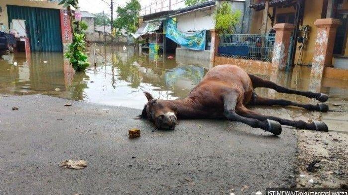 Horse Dies Of Exhaustion After Non-Stop Helping Flood Victims In Jakarta - World Of Buzz 1