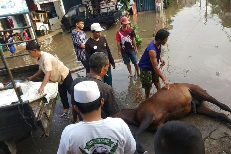 Horse Dies Of Exhaustion After Non-Stop Helping Flood Victims In Jakarta - World Of Buzz 2