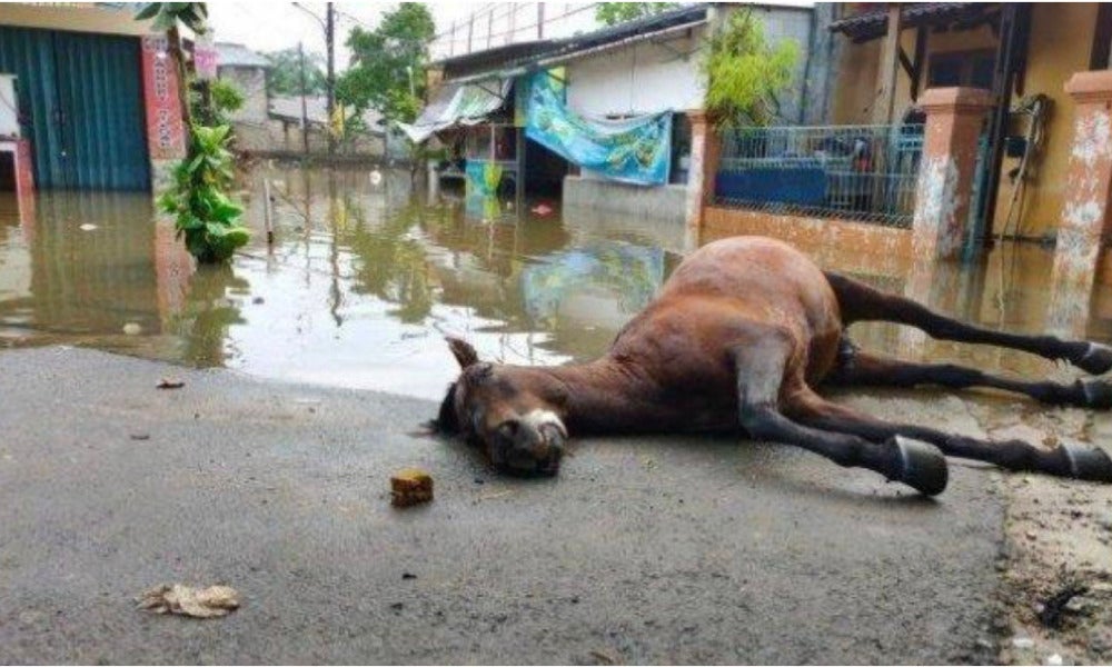 Horse Dies Of Exhaustion After Helping Flood Victims In Jakarta Non