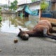 Horse Dies Of Exhaustion After Non-Stop Helping Flood Victims In Jakarta - World Of Buzz 3