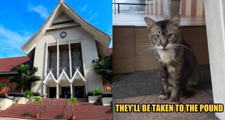 If You Want To Adopt A Cat, The Strays At Muzium Negara Are Waiting For You Before They'Re Taken To The Pound - World Of Buzz 1