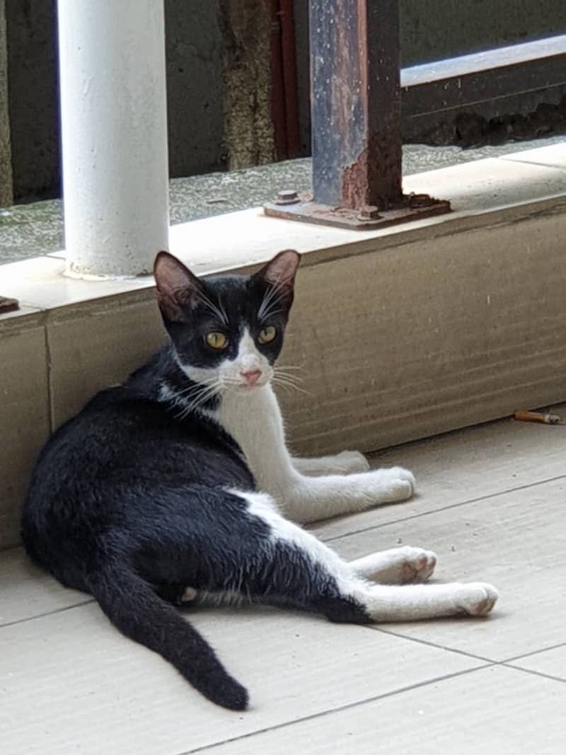If You Want to Adopt a Cat, The Strays at Muzium Negara are Waiting - WORLD OF BUZZ