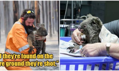 'Kill All Orphaned Baby Kangaroos Or Koalas In Bushfires', Aussie Govt Tells First Responders - World Of Buzz 4