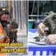 'Kill All Orphaned Baby Kangaroos Or Koalas In Bushfires', Aussie Govt Tells First Responders - World Of Buzz 4