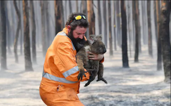 'Kill All Orphaned Baby Kangaroos or Koalas In Bushfires', Aussie Govt Tells First Responders - WORLD OF BUZZ
