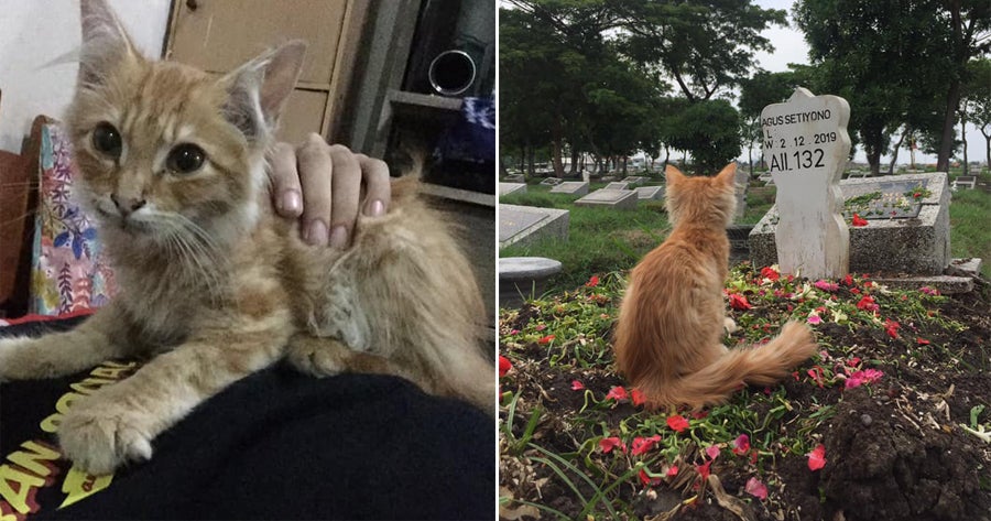 Cat Left Heartbroken &Amp; Sick After Owner Passes Away, Immediately Cheers Up After Visit To Grave - World Of Buzz