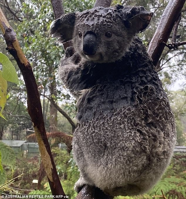 Koalas That Were Saved From The Australian Fires Are Now Being Threatened By Floods - WORLD OF BUZZ 1