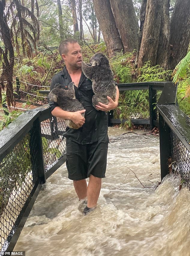 Koalas That Were Saved From The Australian Fires Are Now Being Threatened By Floods - WORLD OF BUZZ 2