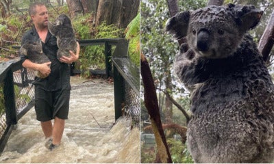 Koalas That Were Saved From The Australian Fires Are Now Being Threatened By Floods - World Of Buzz 4