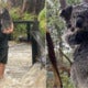 Koalas That Were Saved From The Australian Fires Are Now Being Threatened By Floods - World Of Buzz 4