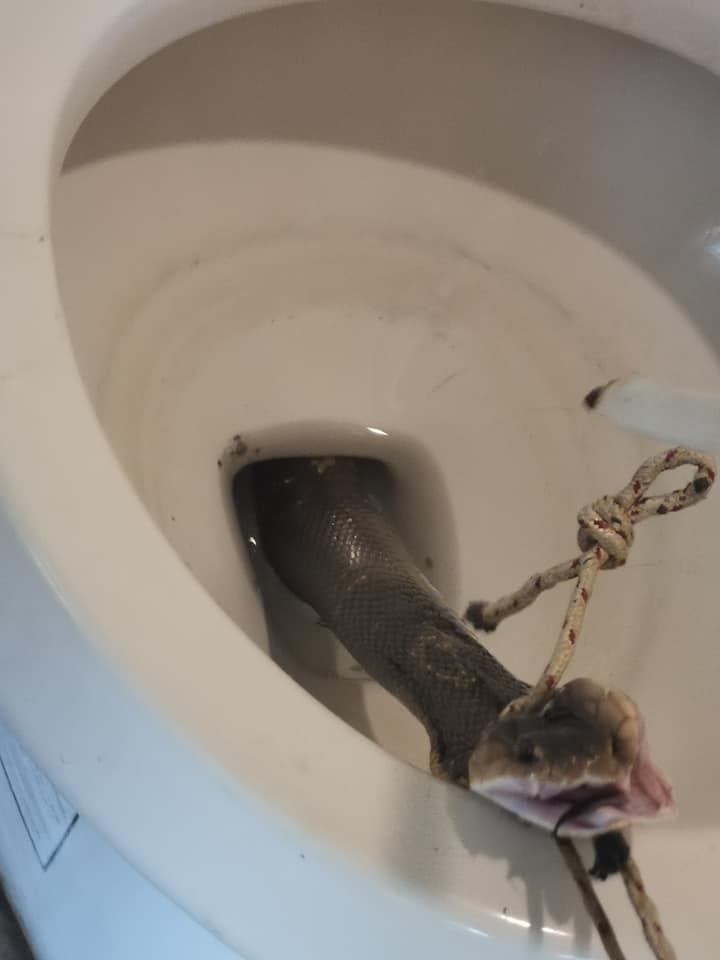 Man Discovers Large Cobra Hiding In Toilet Bowl At Home Just Before He Used It - WORLD OF BUZZ 1