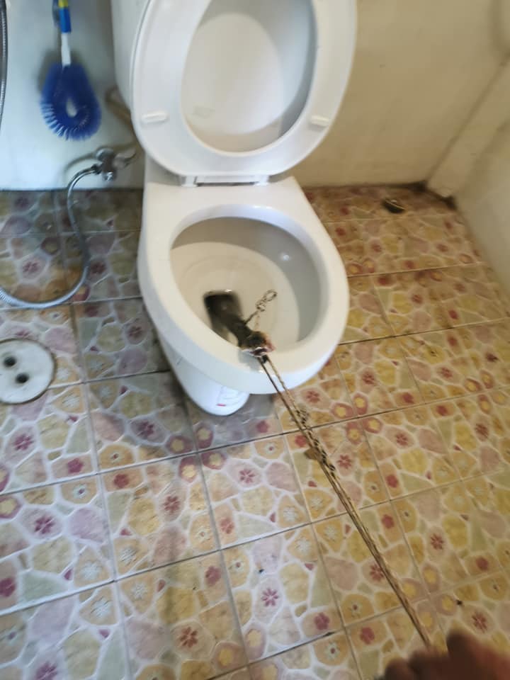 Man Discovers Large Cobra Hiding In Toilet Bowl At Home Just Before He Used It - WORLD OF BUZZ 2