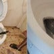Man Discovers Large Cobra Hiding In Toilet Bowl At Home Just Before He Used It - World Of Buzz 3